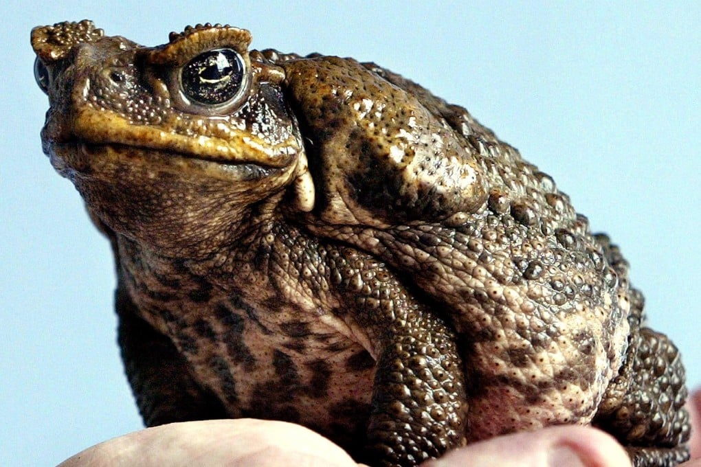The cane toad is a reviled pest in Australia, but the medicinal properties of its toxin could make it a valuable commodity. Photo: AFP