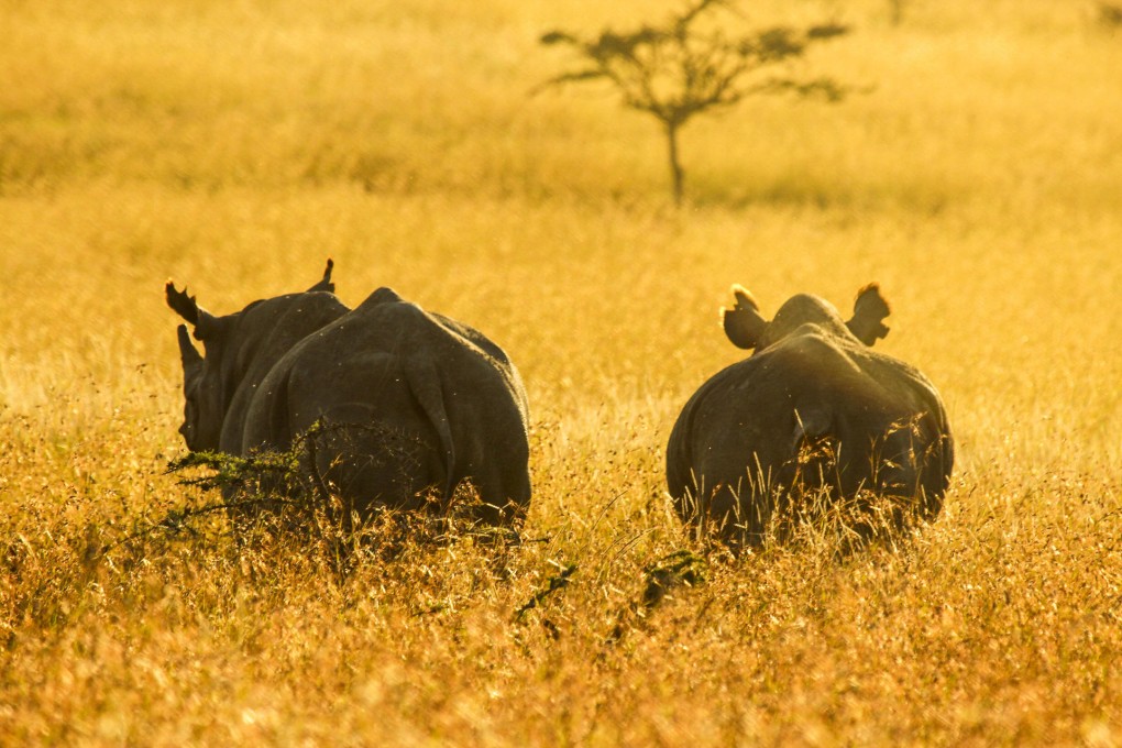 China main reason Africa is losing war to stop wipe-out of rhinos and elephants