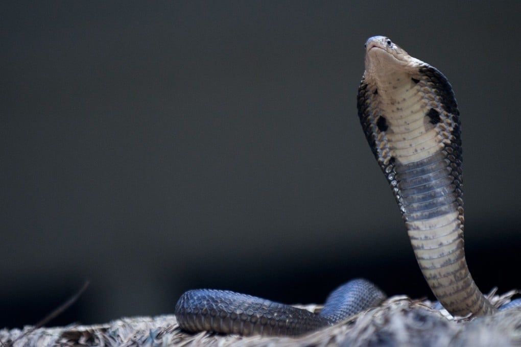 When the outcome is opposite to what you set out to do, this is known as the "cobra effect". Snakes, once reared, can bite anyone. Photo: AFP