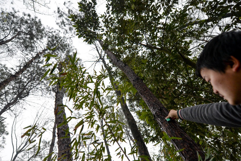 Nitrogen emissions in smog threatens to 'massacre' world's forests: Chinese scientists