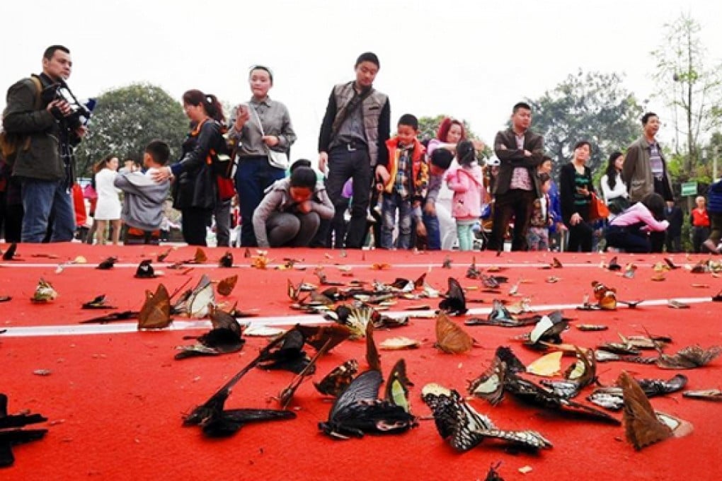 Hundreds of butterflies were trampled to death by Chinese children as they rushed to watch the insects being released during a shop's promotional event in Chengdu. Photo: SCMP Pictures