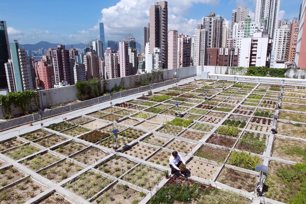 Rooftop garden with a view. Photo: K.Y. Cheng