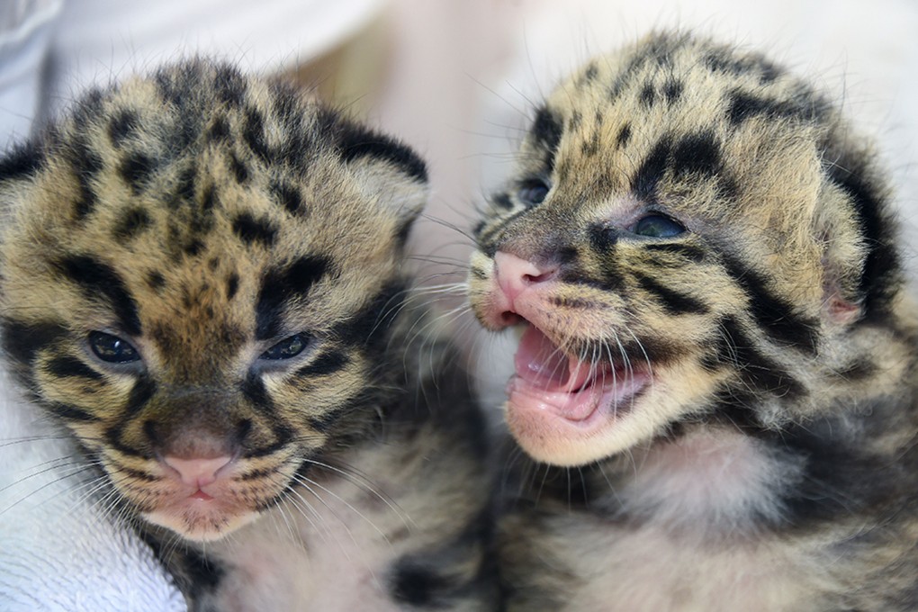 The two clouded leopard kittens, both female,  were born at Miami Zoo on March 9. Photo: AFP