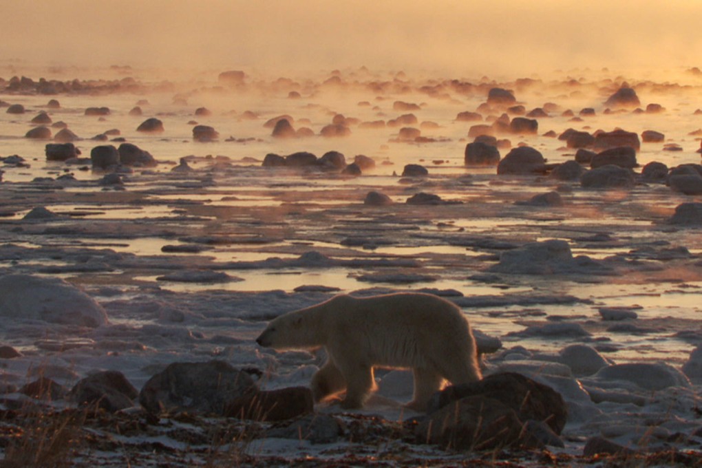 Wildest Arctic