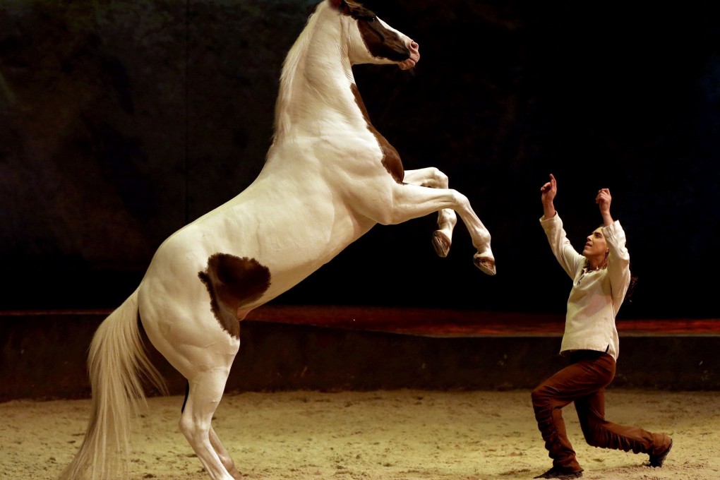 Forty horses take part in the show.