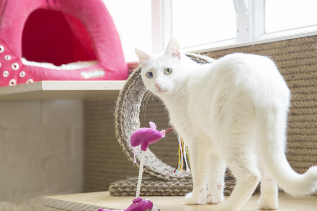 Help will be available to match a potential owner with their perfect pet.