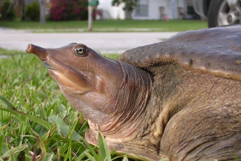 An American soft-shelled turtle. Photo: Public domain