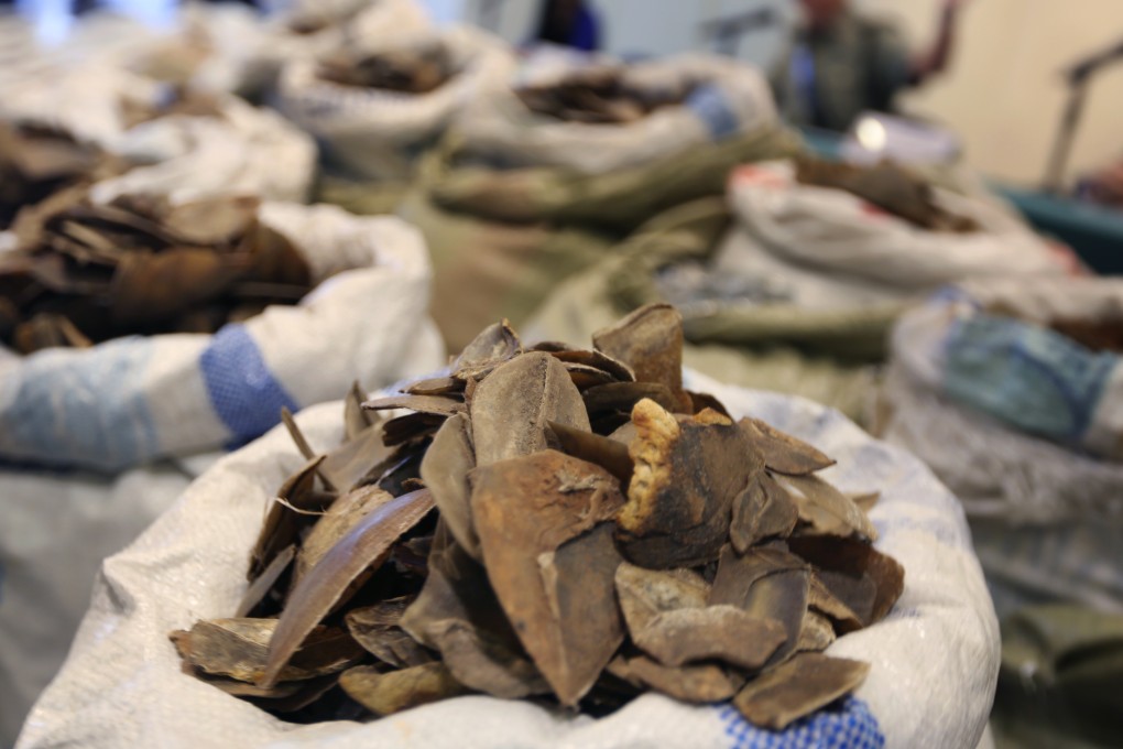 A shipment of pangolin scales seized last year. Photo: Felix Wong