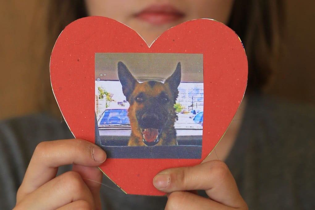 Julieta Robles shows a photograph of her dog "Box," in Hermosillo, Mexico, on Thursday. Robles lost her five-year-old female German Shepard to a dog poisoner two weeks ago. Photo: AP