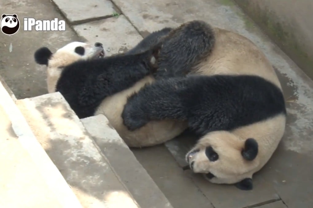 Giant pandas Lu Lu and Xi Mei set a 2015 lovemaking record during a live broadcast at China's Sichuan Giant Panda Research Centre on Saturday of 18 minutes and three seconds. Photo: YouTube