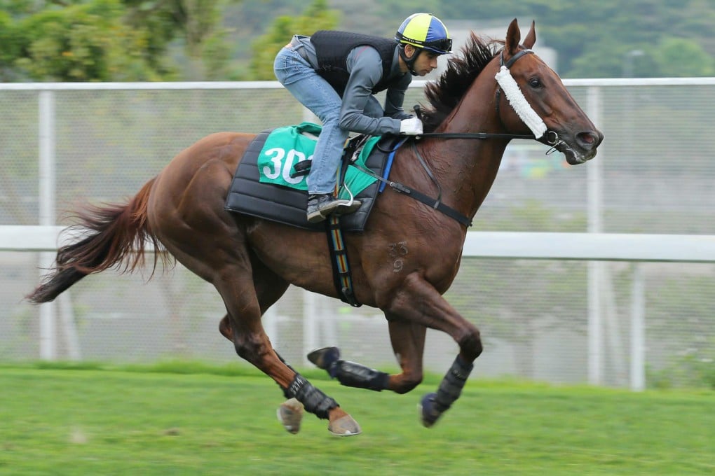 Joao Moreira works Able Friend at Sha Tin in readiness for Tuesday's Chairman's Trophy. Photos: Kenneth Chan