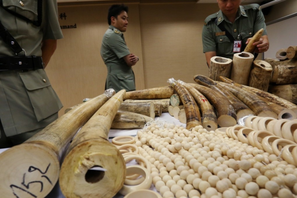 Customs officials at with some illegal ivory seized. Photo: Nora Tam