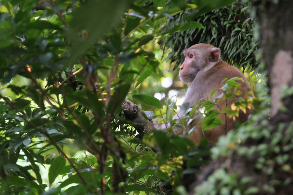 Boundary lines for Hong Kong's country parks were relatively arbitrary when they were first drawn up in 1976. Photo: May Tse