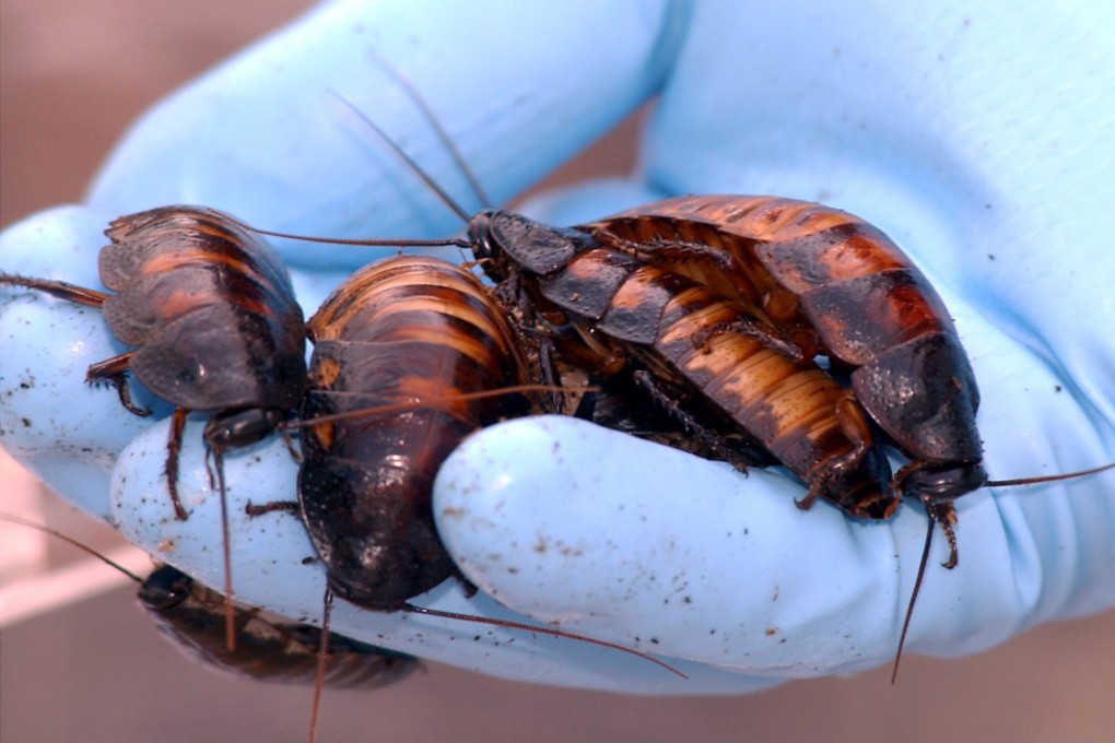 The woman found two cockroaches in a Maxim's lunch box (file photo). Photo: EPA