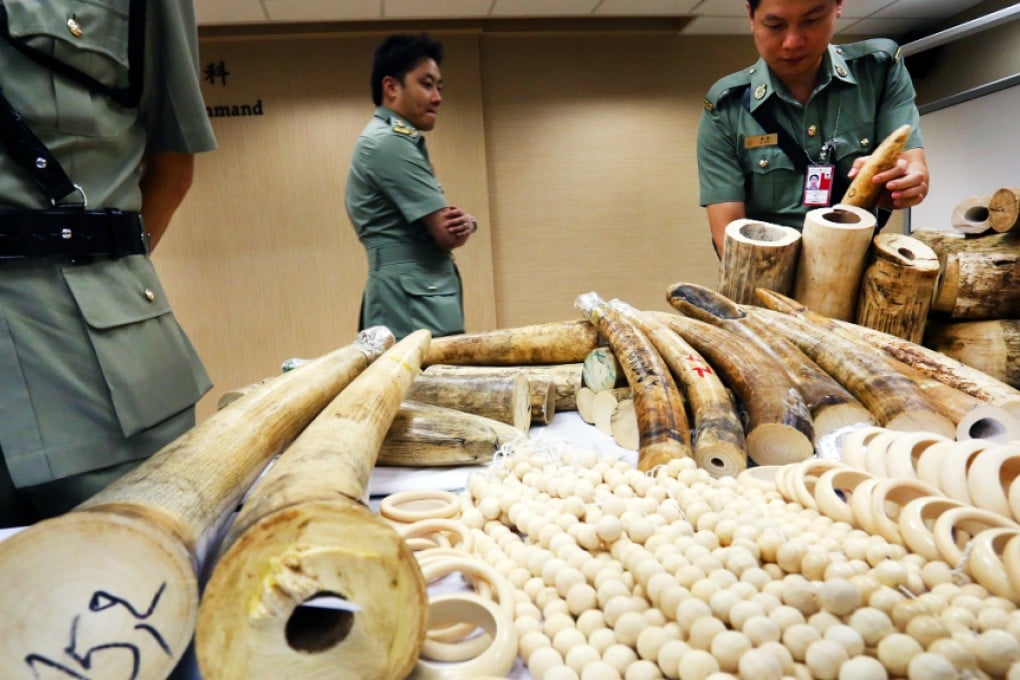 Customs officials at Chek Lap Kok airport display a haul of illegal ivory seized last year. Photo: Nora Tam