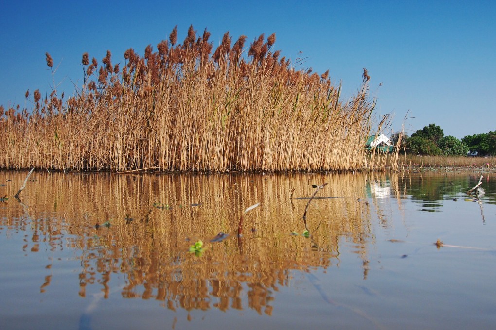 Maintaining the Mai Po marshes costs millions every year. Photo: Martin Williams