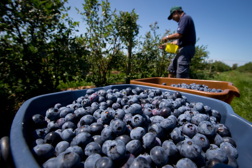 Blueberries are prized for their health benefits, including high antioxidant levels. Photo: AP