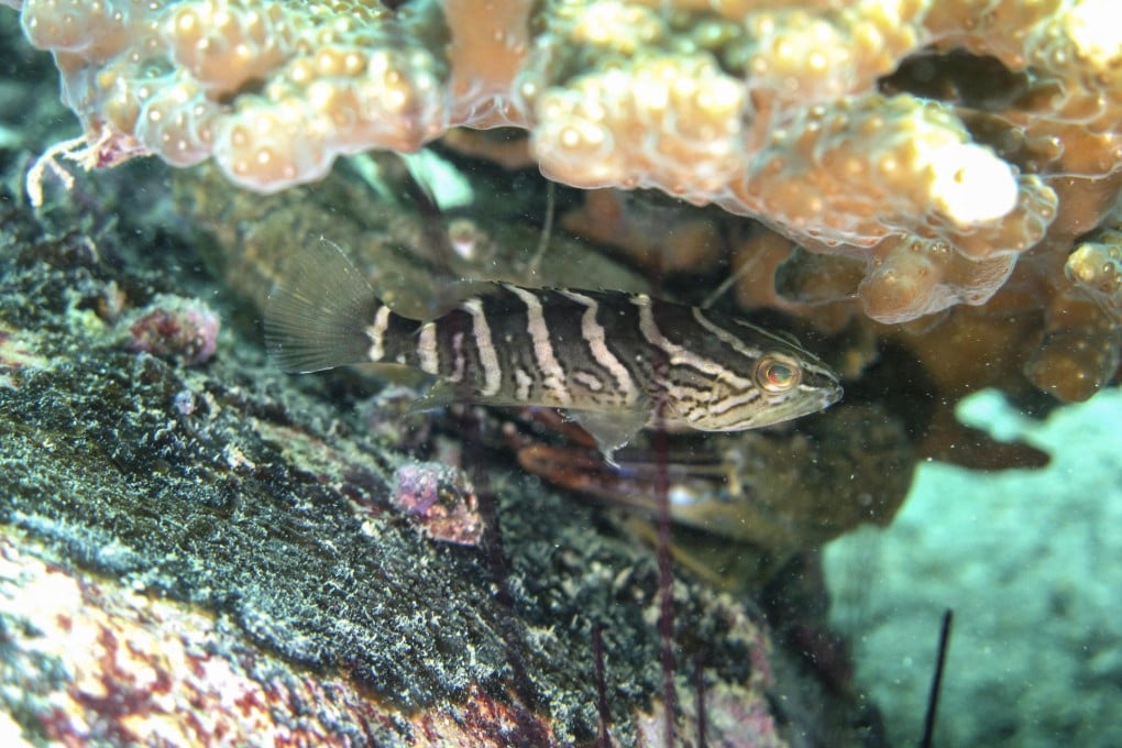 The mud grouper is an endangered species.
