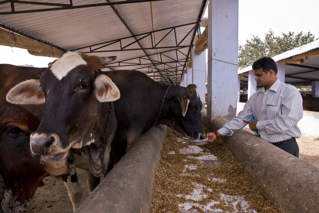 A devout Hindu feeds cows at a shelter for cows in New Delhi, India. Photo: AP