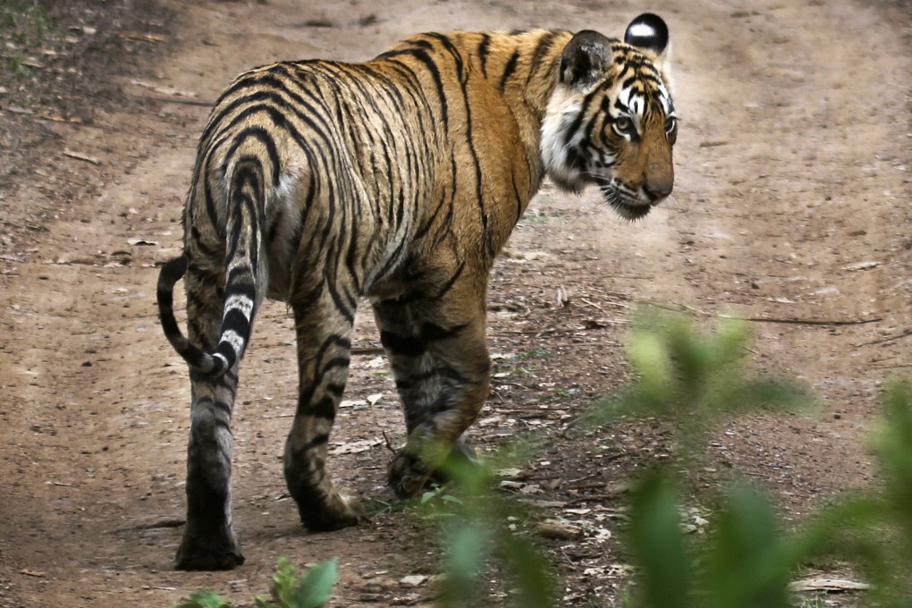 Tigers have high birth rates, they also have high natural death rates, and factors such as habitat loss and poaching haven’t slowed. Photo: AP