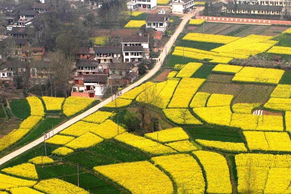 Fields of canola in Shaanxi province, where a new scheme to promote 'senior professional farmers' hopes to improve rural productivity and incomes. Photo: Xinhua