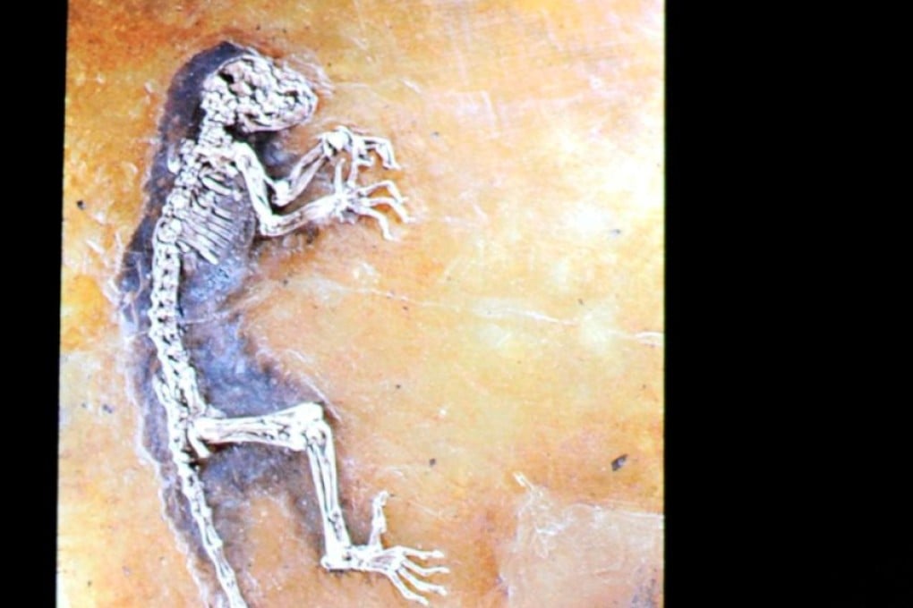 Evolution, the light-switch theory and the scriptures