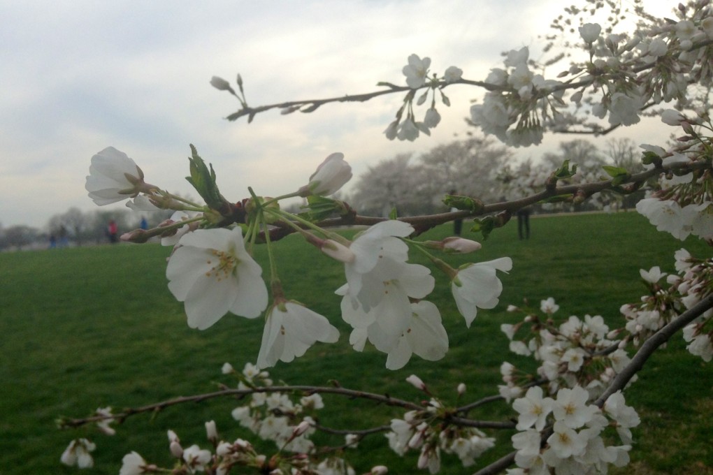 "I snapped photos of the cherry blossoms with the iPod delighting in their color and beauty, and was proud that I’d caught them before they were gone."