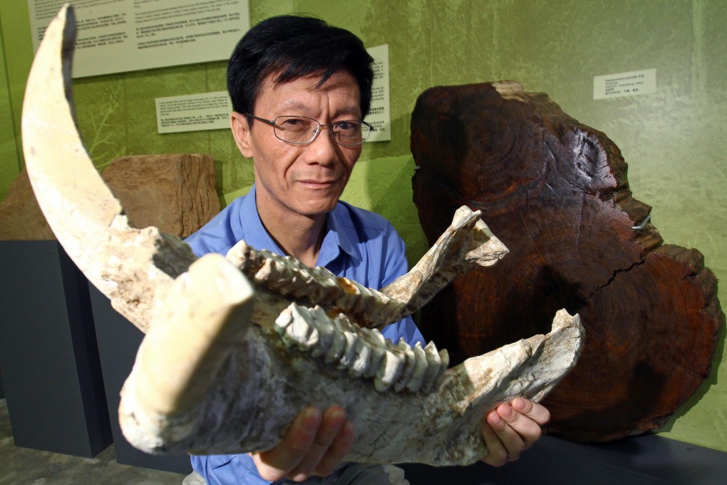 Professor Zong Yongqiang with a fossilised jawbone from a gigantic two-horned rhino. The species lived in what is now Gansu province 5-10 million years ago.Photo: Dickson Lee.