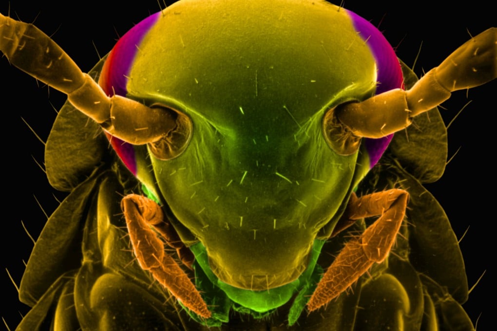 Cockroaches are a common pest in Hong Kong. Photo: SCMP Pictures