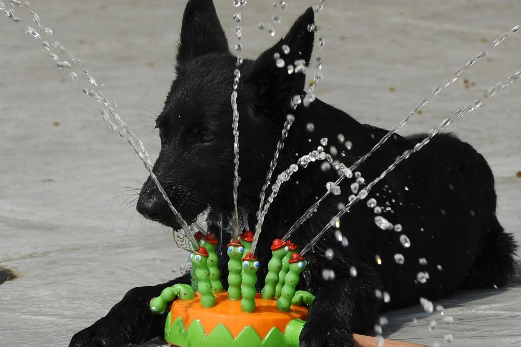 Always make sure your pet has plenty of water and, when it comes to walking your dog during the Hong Kong summer, think, "Would I be comfortable going out in a fur coat?" If you see symptoms of heatstroke, visit a vet immediately. Photos: AFP; Thinkstock