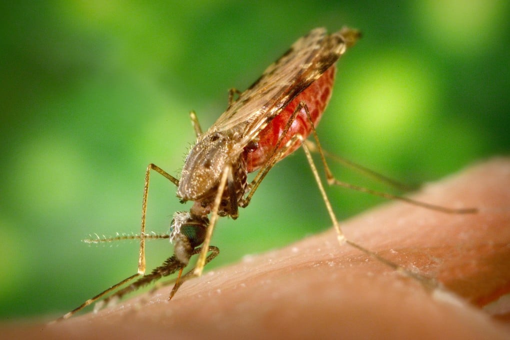 Mosquitoes can act as carriersof malaria and dengue fever.