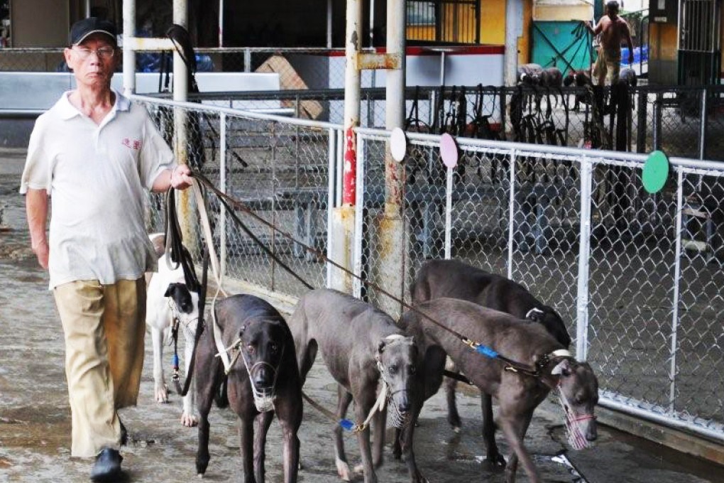 Greyhounds being exercised at the Macau Canidrome. Credit: Simon Parry