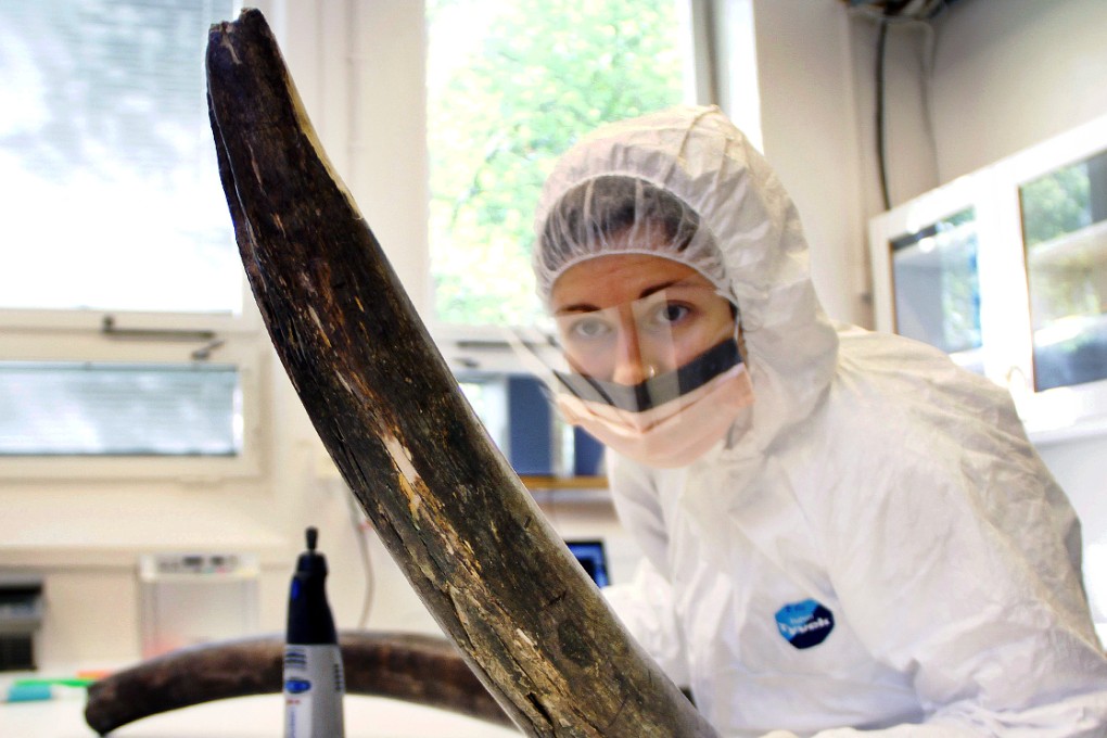 Eleftheria Palkopoulou works with a mammoth tusk in the ancient DNA lab at the Swedish Museum of Natural History. Photo: Reuters