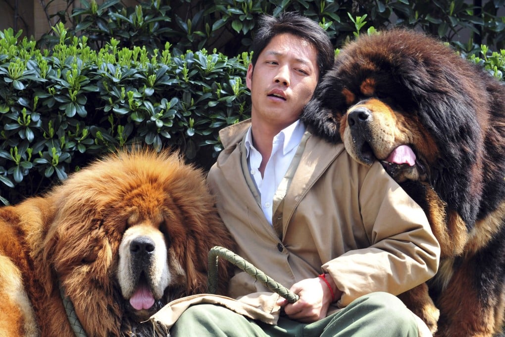 Two Tibetan mastiffs were sold in eastern Zhejiang province for 12 million yuan and 6 million yuan last year. Photo: AP