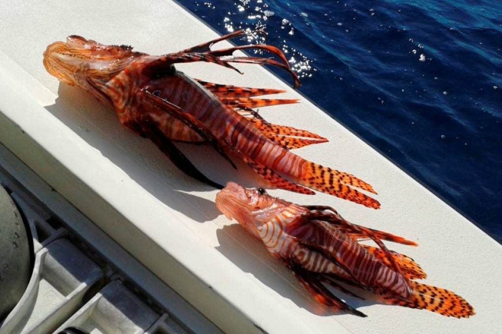 Lionfish are native to the Indo-Pacific but were introduced to northwest Atlantic waters in the 1980s. Photo: Reuters