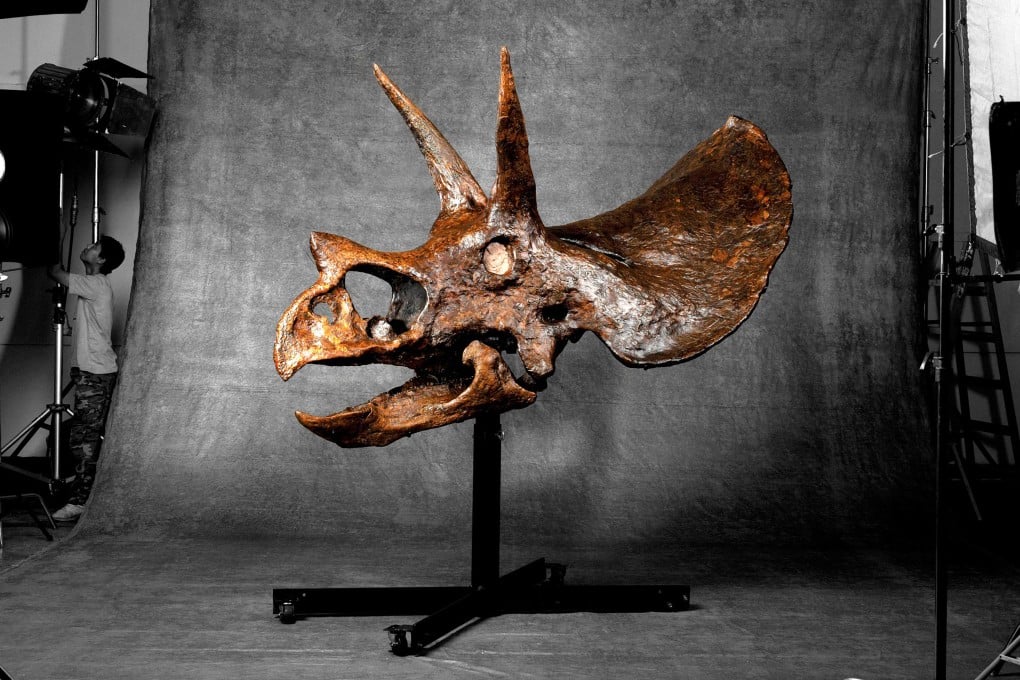 M Triceratops Dinosauria
