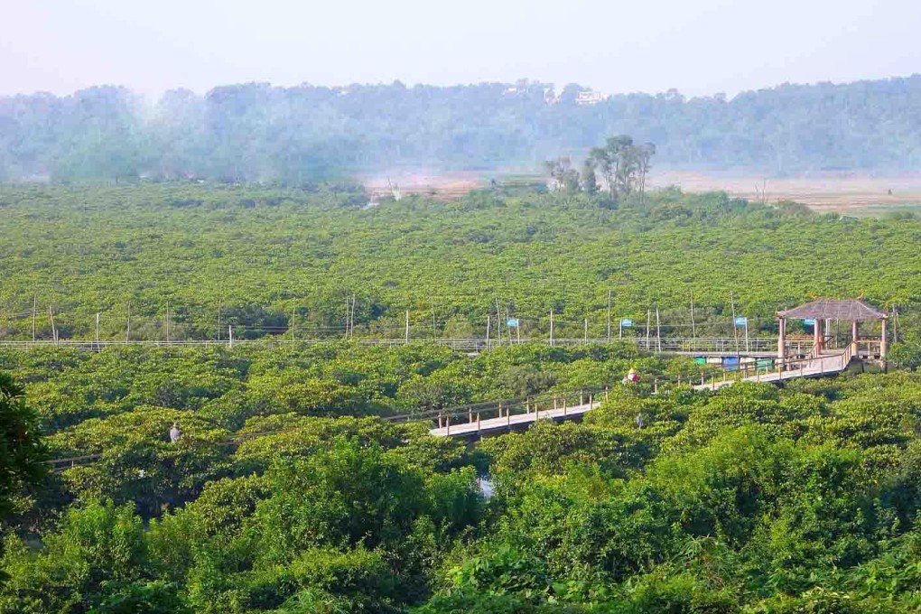 A healthy mangrove forest in Guangxi. Photo: China FotoPress, SMP Pictures