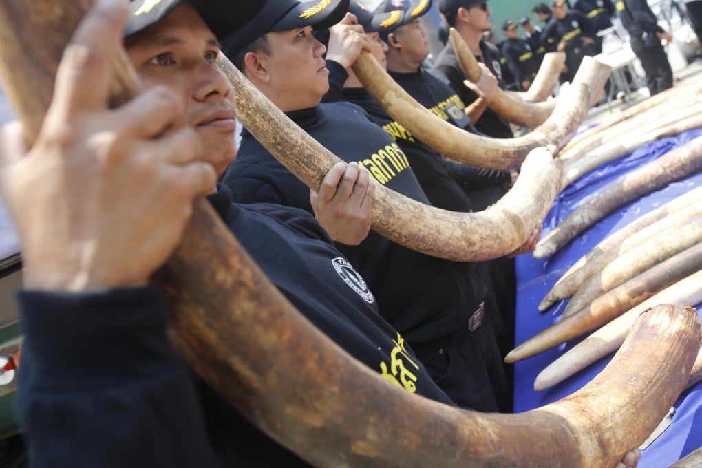 Thai Customs officials present elephant tusks worth millionsof dollars that they found hidden in tea leaf sacks.Photo: AFP