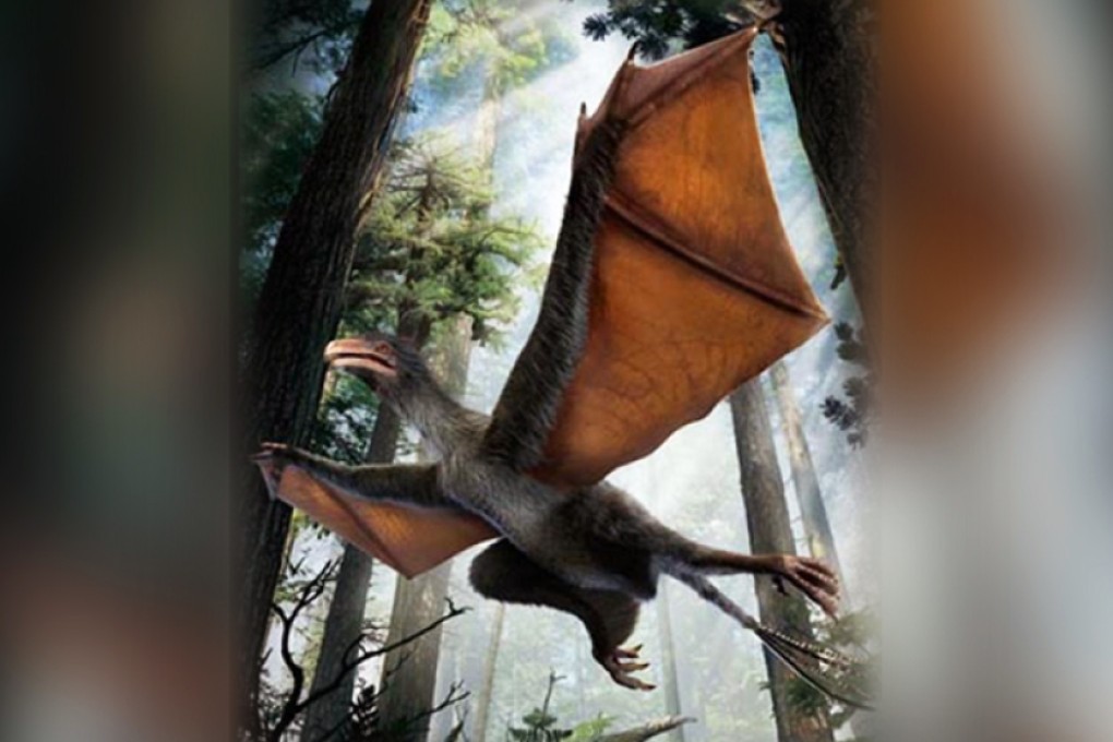 A reconstruction of the part-bird, part-bat Yi Qi. Photo: Chinese Academy of Sciences