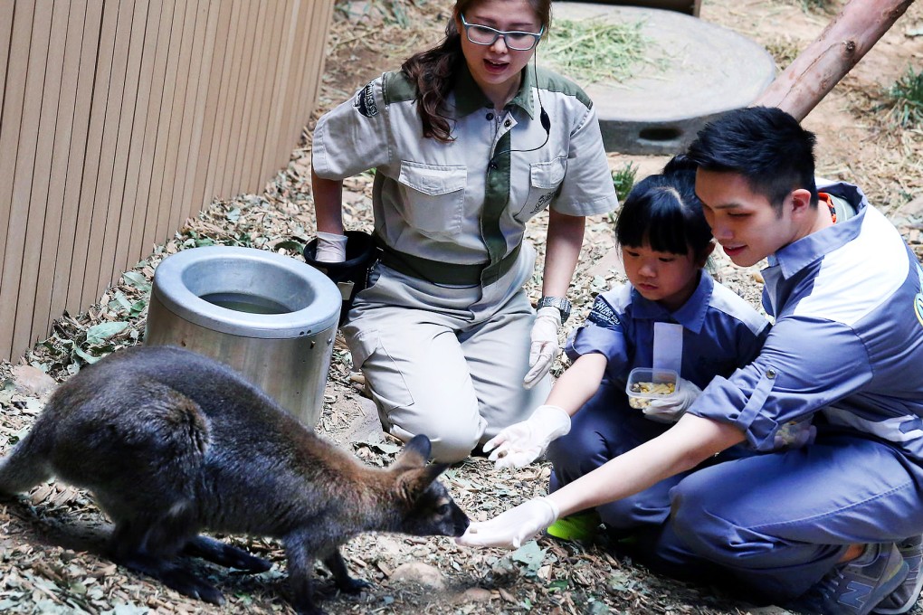 A girl feeds a wallaby at Ocean Park yesterday. Photo: K.Y. Cheng