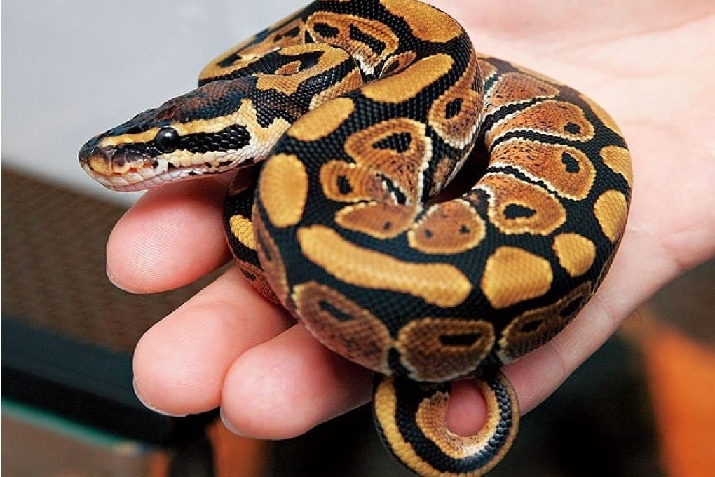 Python regius, a specie that comes from Africa, is a subject of second-degree state-level animal protection in China.