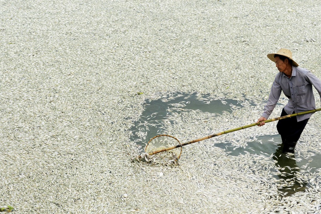 A Chinese man removes some of the 100,000kg of dead fish poisoned after a chemical plant released ammonia into the Fuhe River, in Hubei province, in 2013. Photo: AP