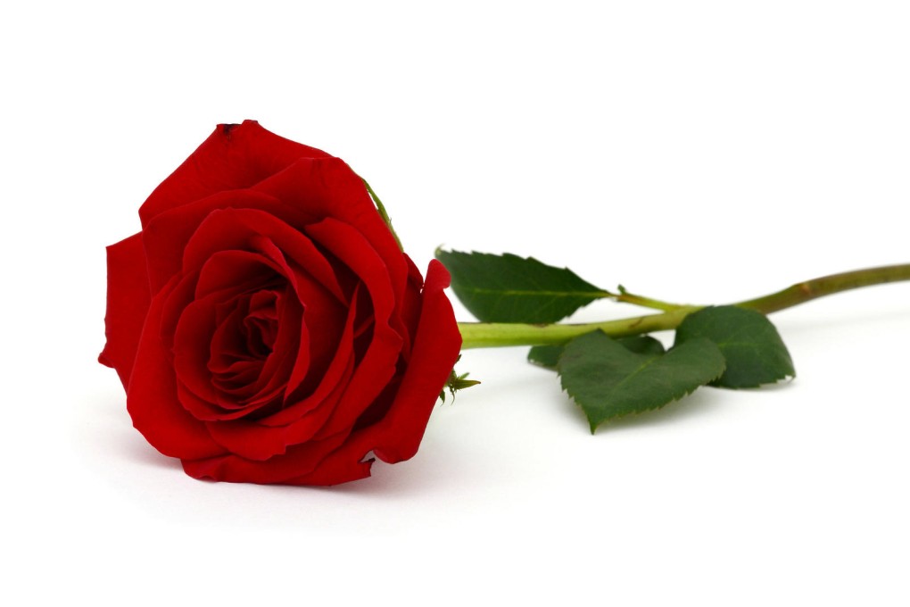 Cooking with roses gives food mysterious, exotic notes