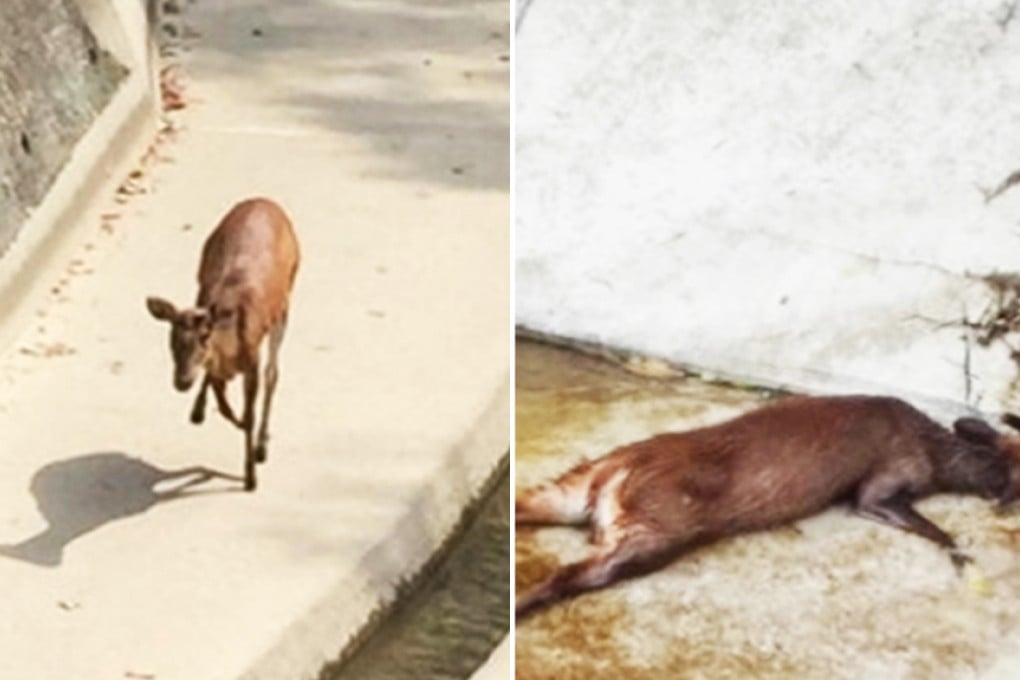 A barking deer in the catchwater near Tong Fuk and one that didn't get away. An animal protection group wants action. Photos: SCMP Pictures