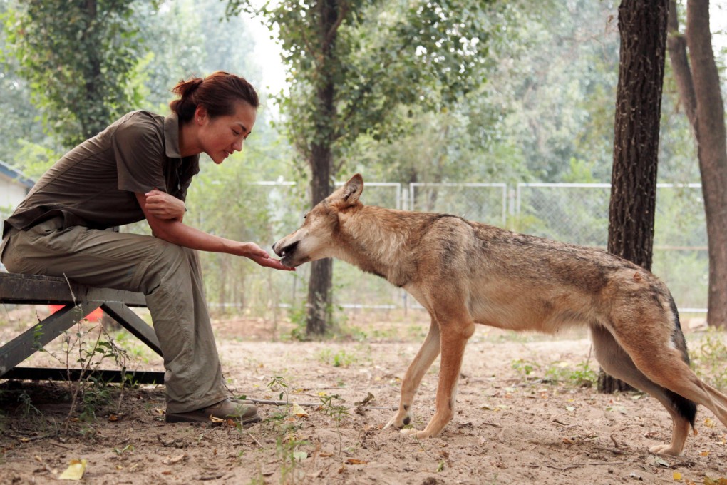 Rain Wu was asked to help care for wolves featured in the China-set film, Wolf Totem. Photo: SCMP