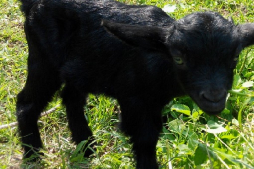 The python killed the mother goat and its kid. Photos: Reverend Wong Kwong-fai