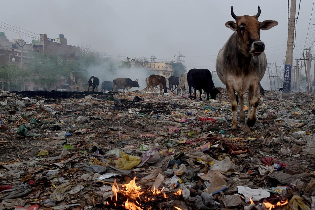 Cows graze on rubbish in a dump on the outskirts of Delhi, India. Photos: AFP; Simon de Trey-White