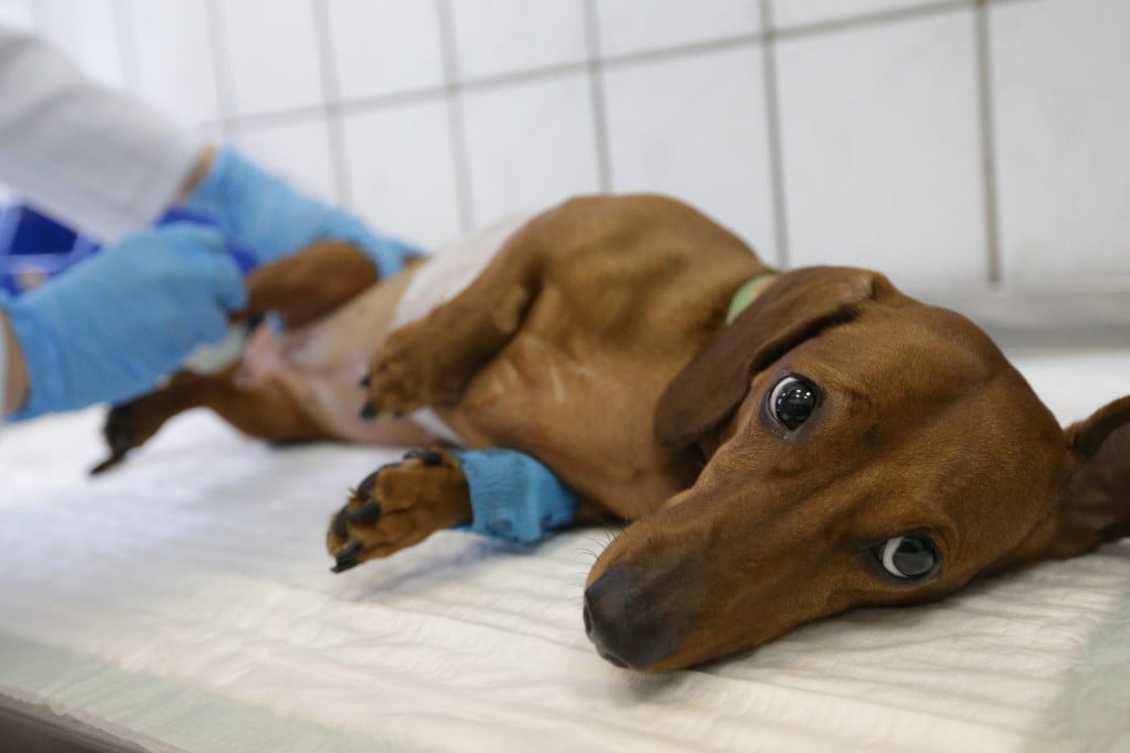 Vigilance vital in fight against heartworm