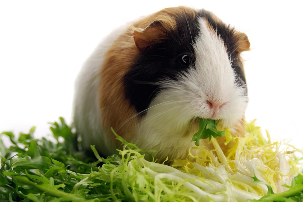 Timothy grass and orchard or oat hay enable a guinea pig or rabbit to grind down their continuously growing teeth. Photos: Thinkstock
