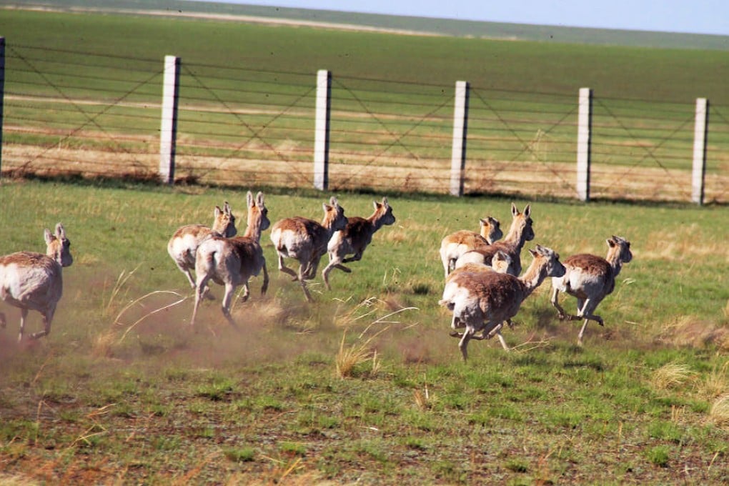 The number of Mongolian gazelle in China may have fallen to as low as 500, according to one report. Photo: SCMP Pictures